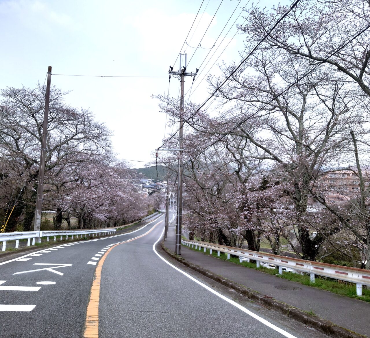 楠木正成ゆかりの地を桜でめぐる