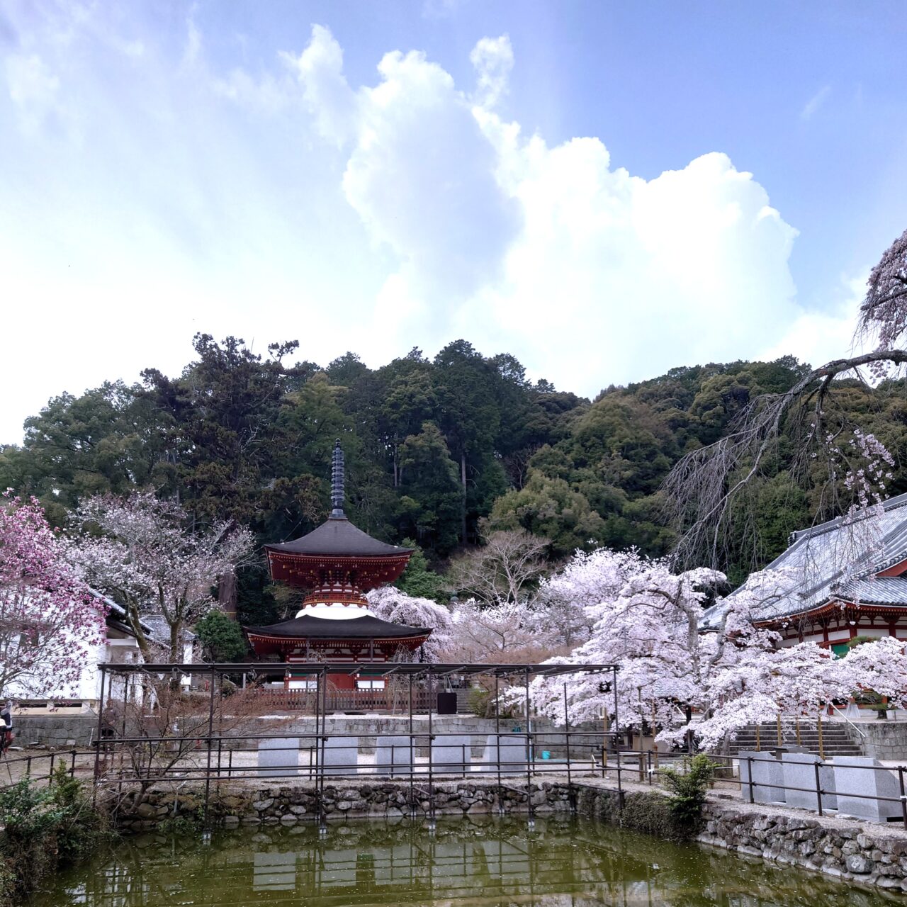 楠木正成ゆかりの地を桜でめぐる