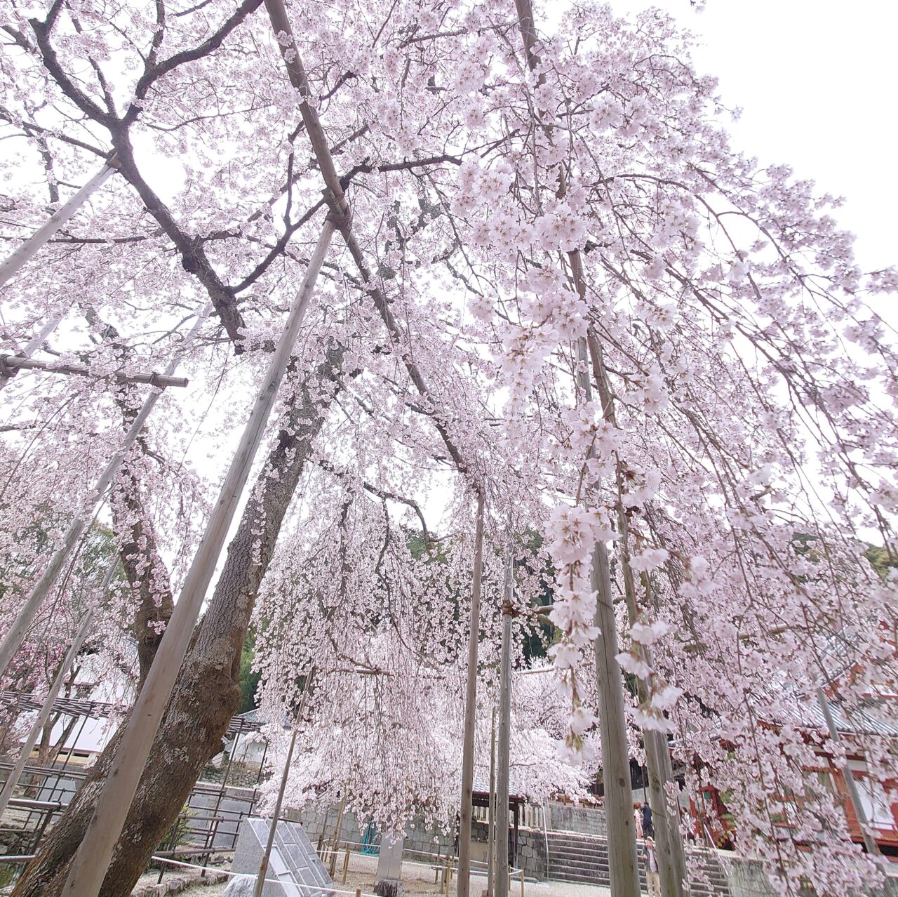 楠木正成ゆかりの地を桜でめぐる
