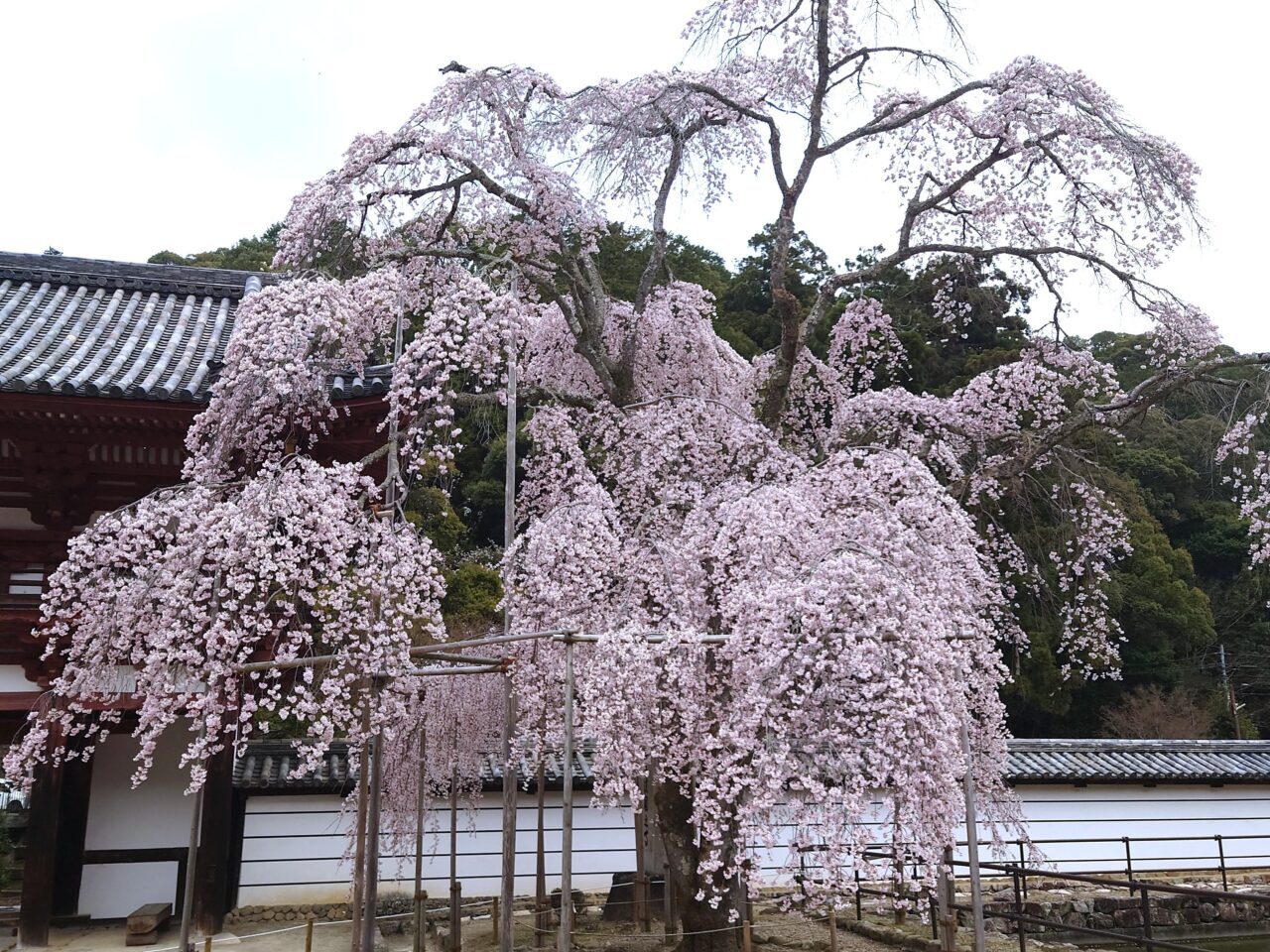 楠木正成ゆかりの地を桜でめぐる