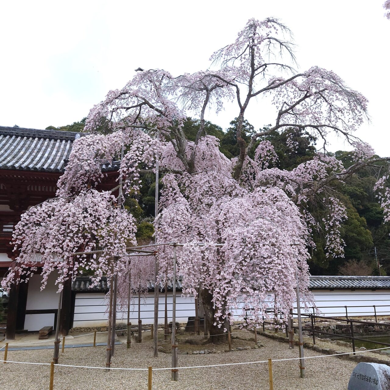 楠木正成ゆかりの地を桜でめぐる