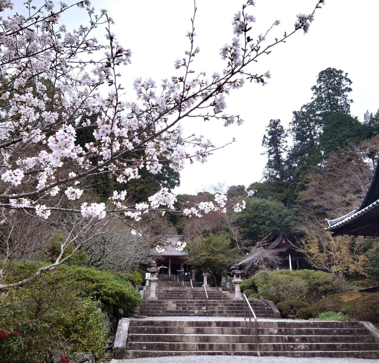 楠木正成ゆかりの地を桜でめぐる