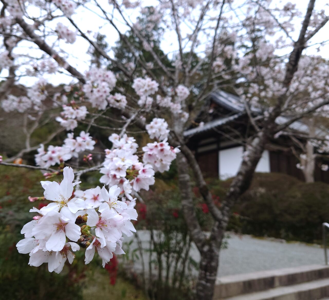 楠木正成ゆかりの地を桜でめぐる