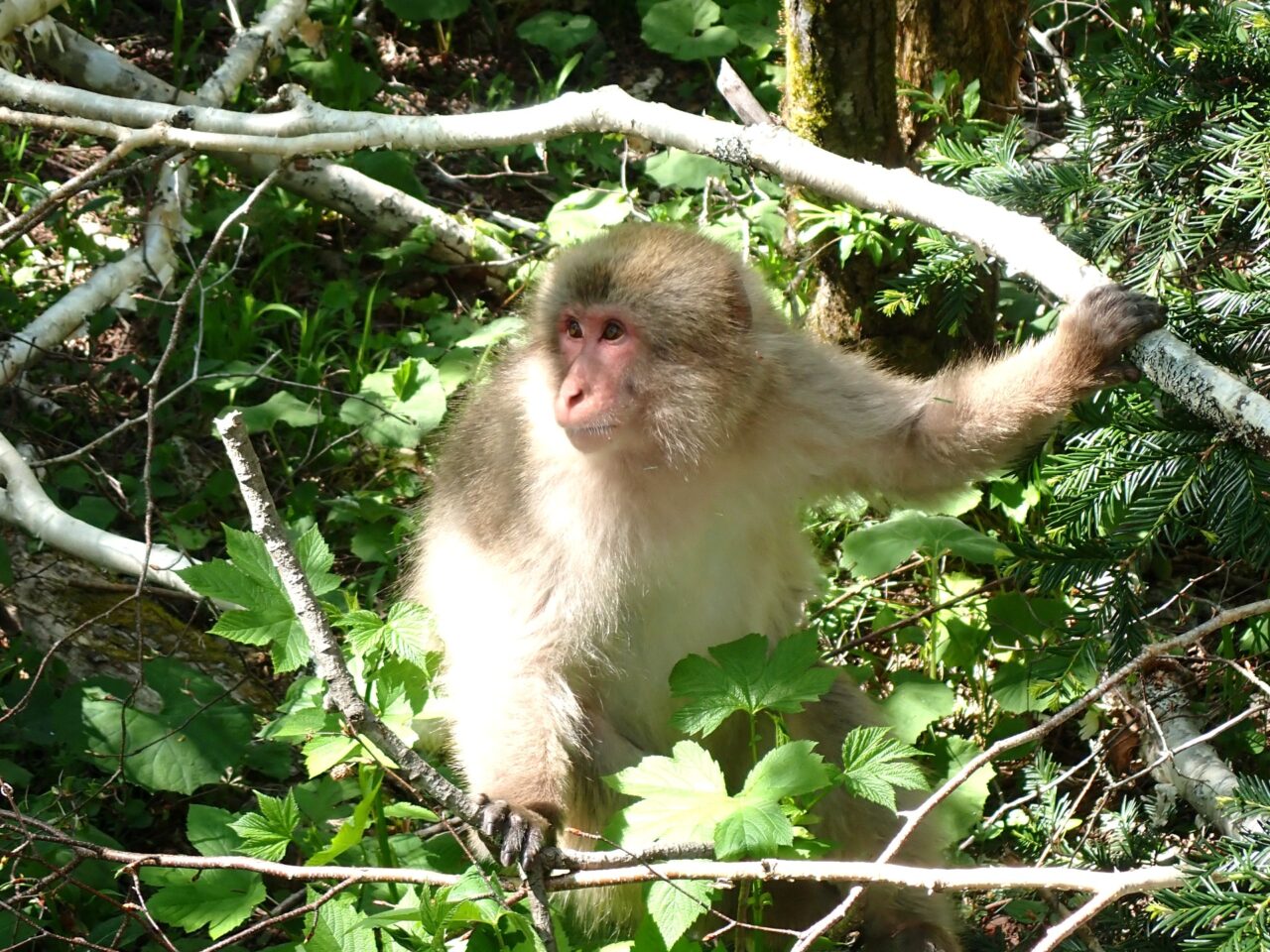 南大伴町サル出没