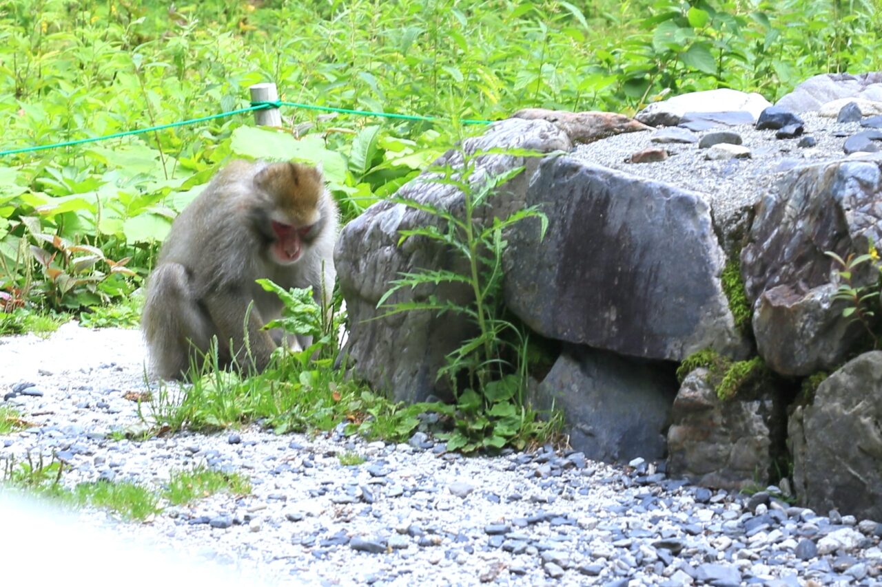 南大伴町サル出没