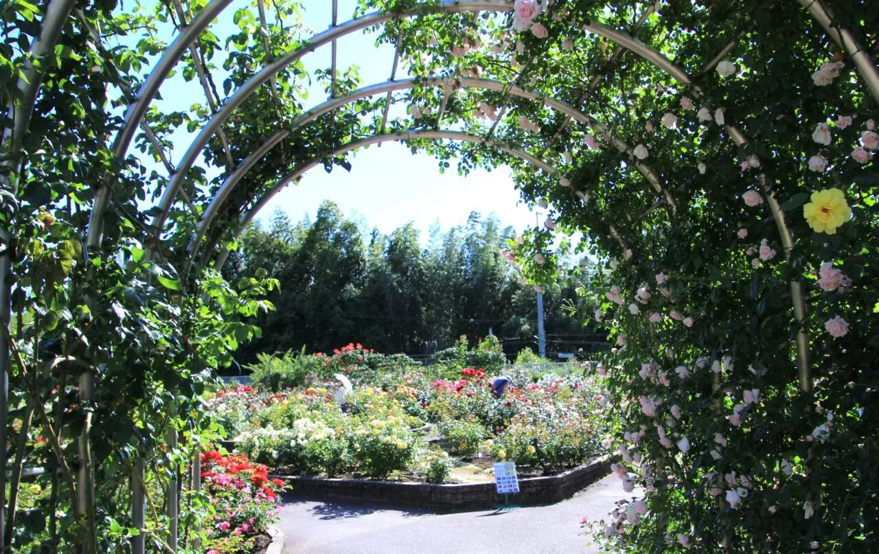 花の文化園 バラ