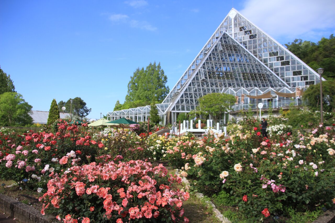 花の文化園 バラ