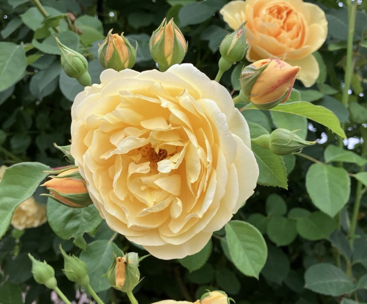 花の文化園 バラ