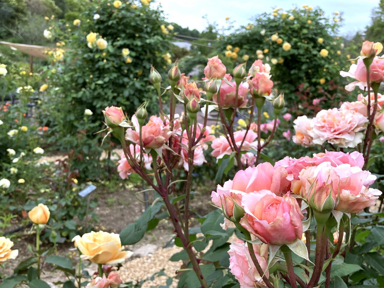 花の文化園 バラ