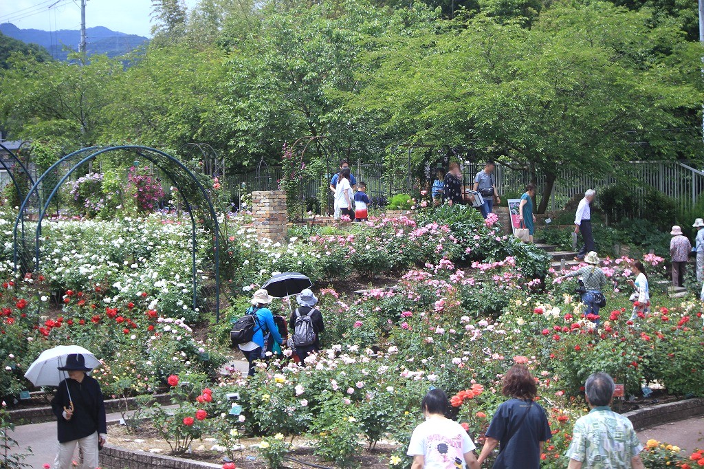 花の文化園 バラ