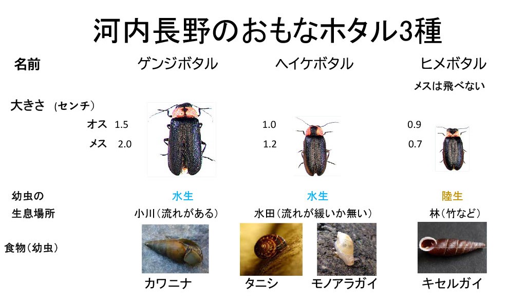 知ル！見ル！ホタル