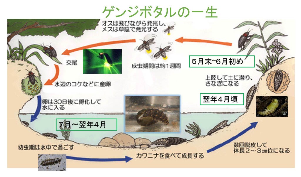 知ル！見ル！ホタル