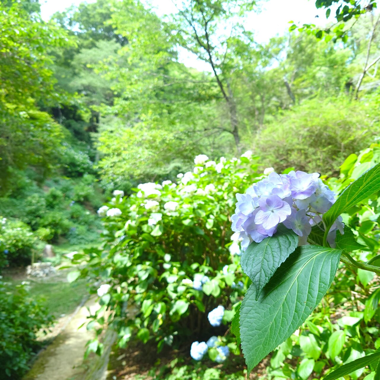 奥河内あじさい公園