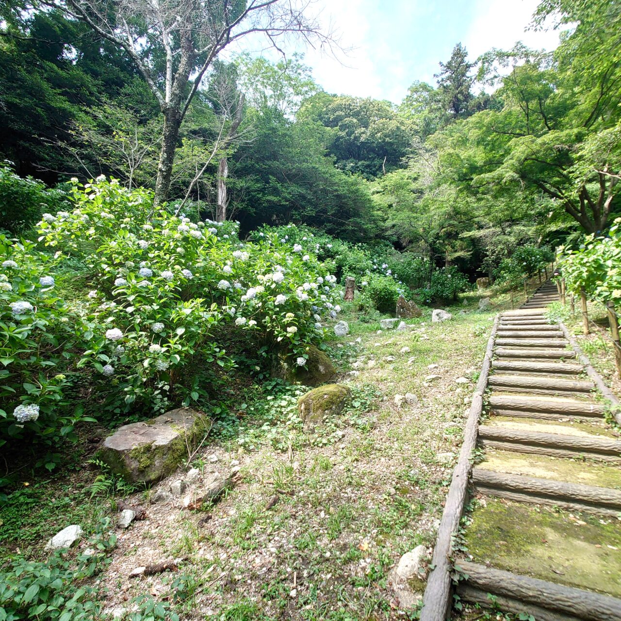 奥河内あじさい公園
