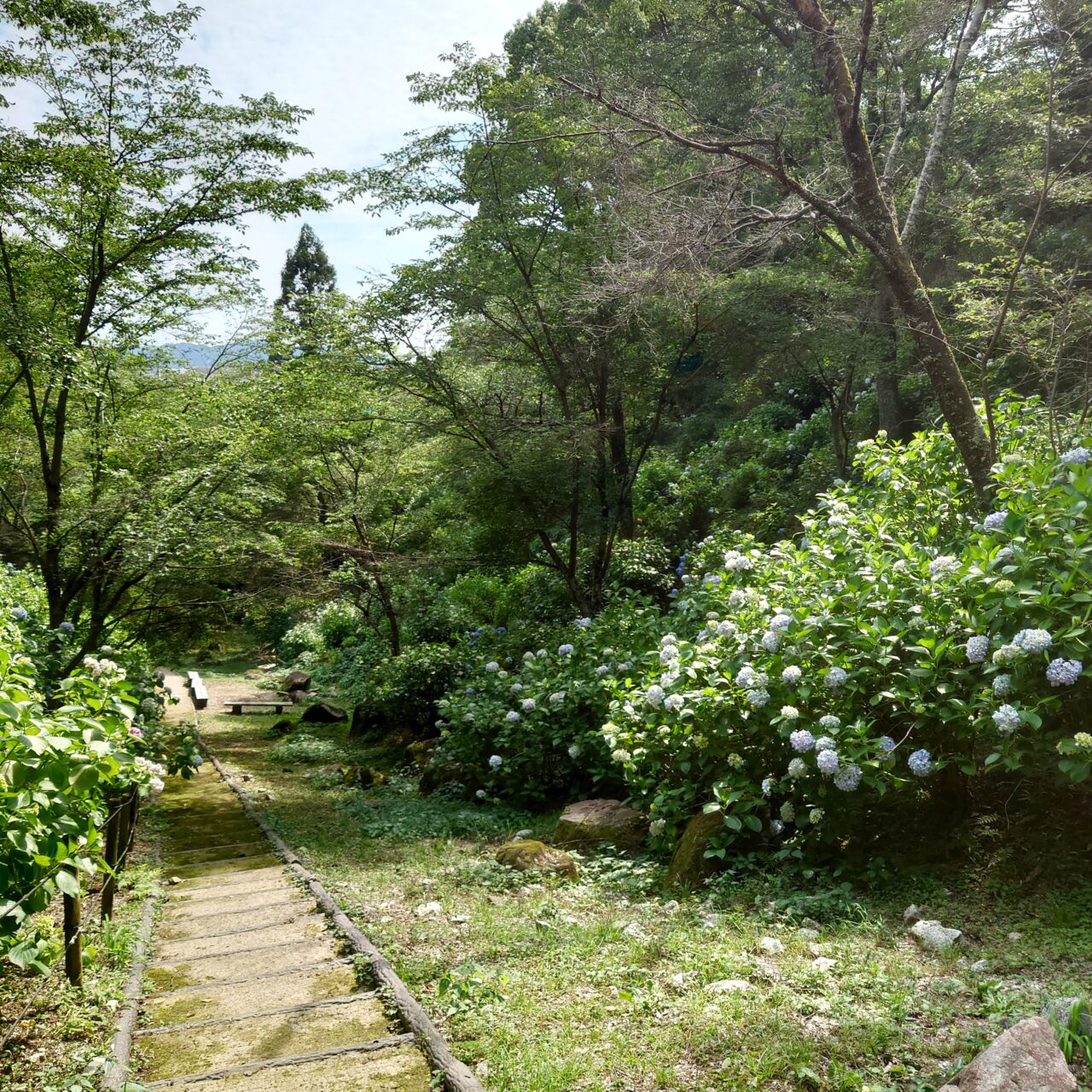 奥河内あじさい公園