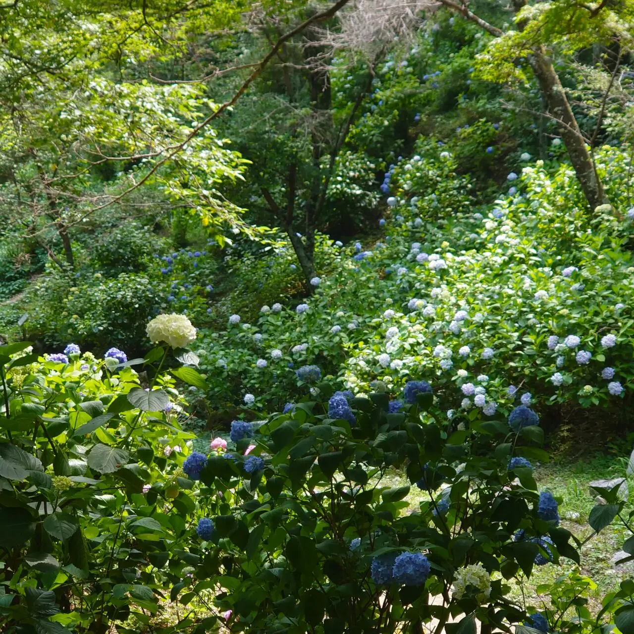 奥河内あじさい公園