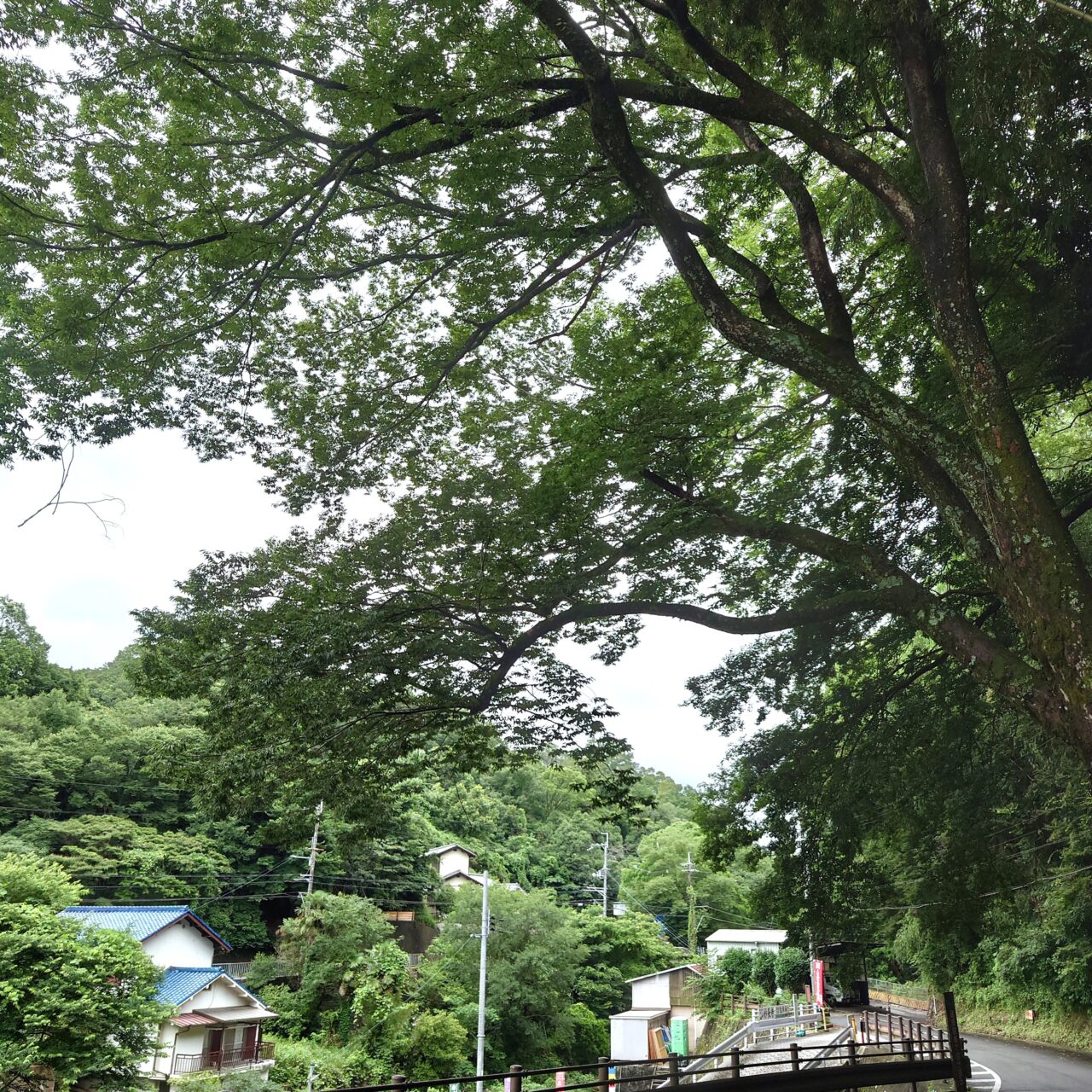 妙長寺七夕まつり