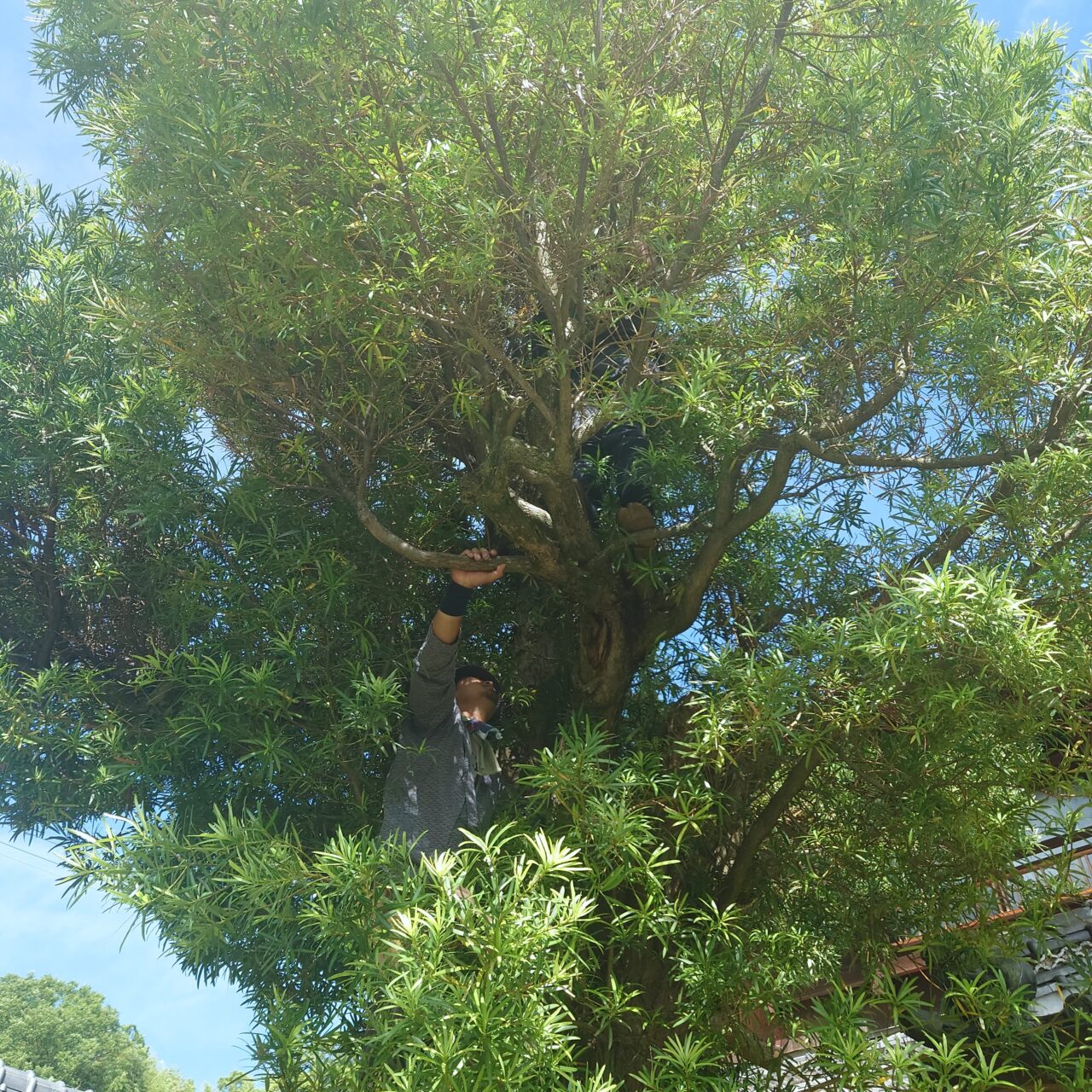 庭寿縁