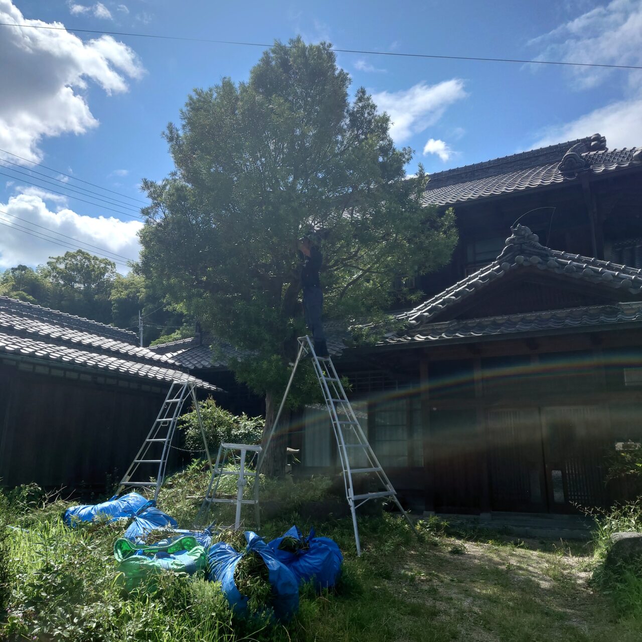 庭寿縁