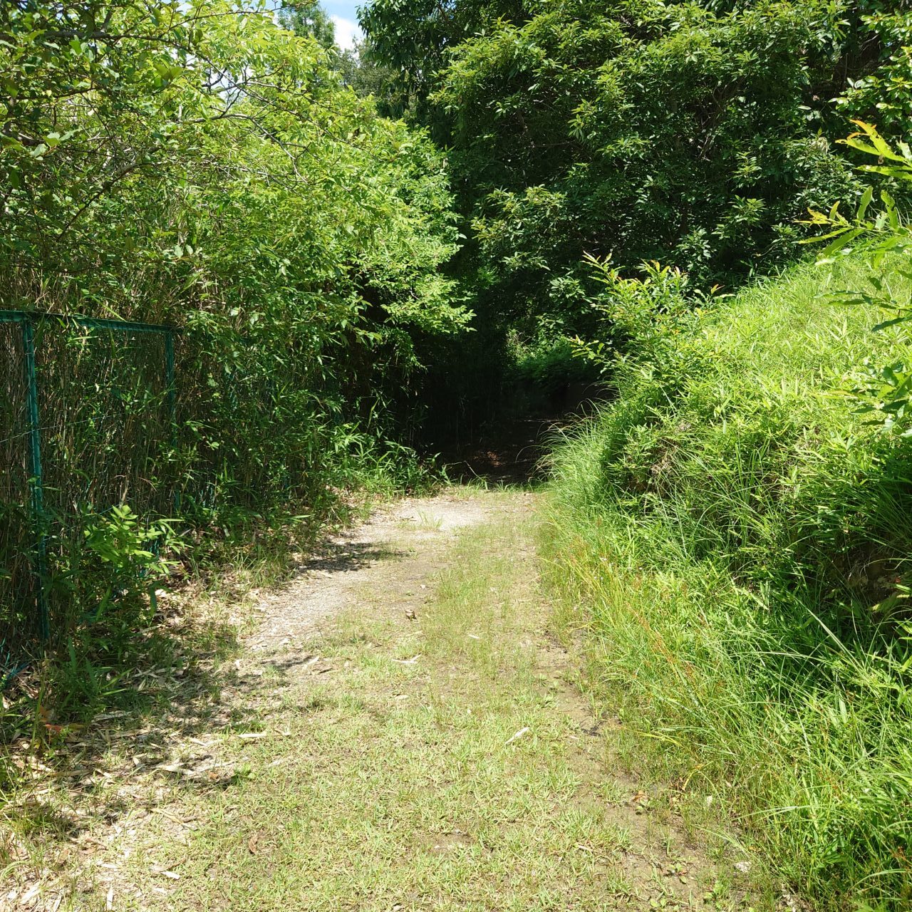 富田林と渡来人