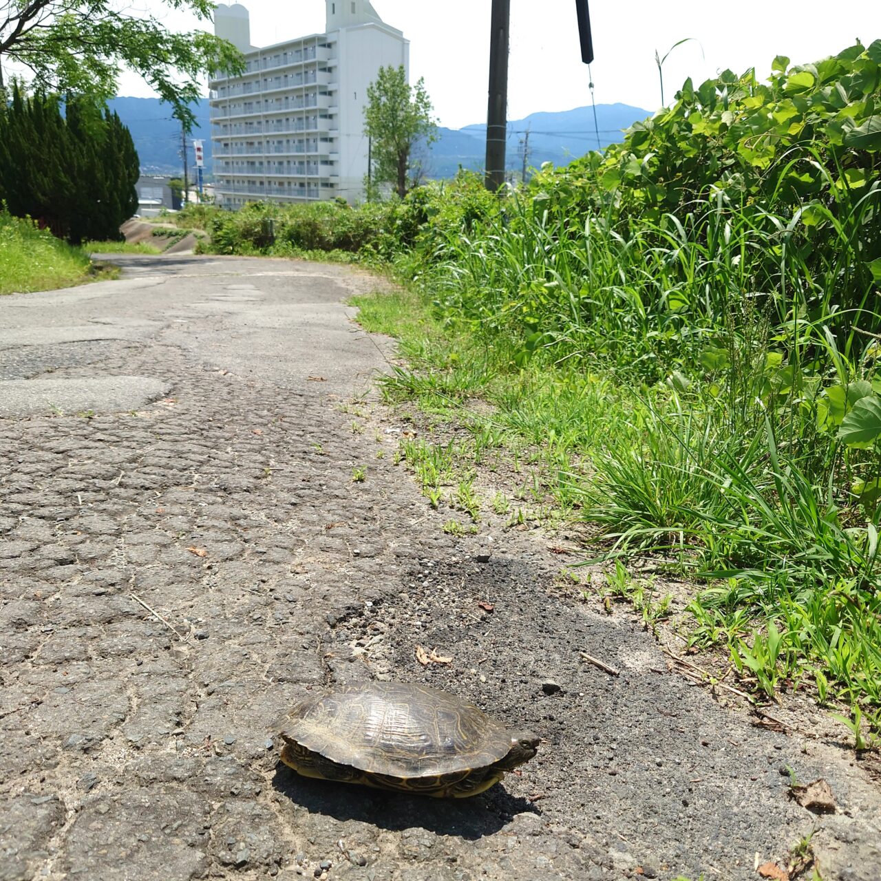 富田林と渡来人