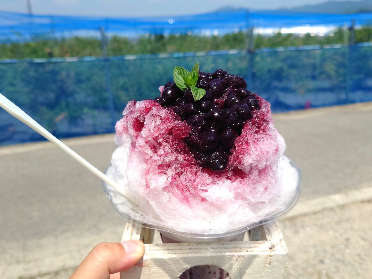 ブルーベリー畑まーるいかんぱにー