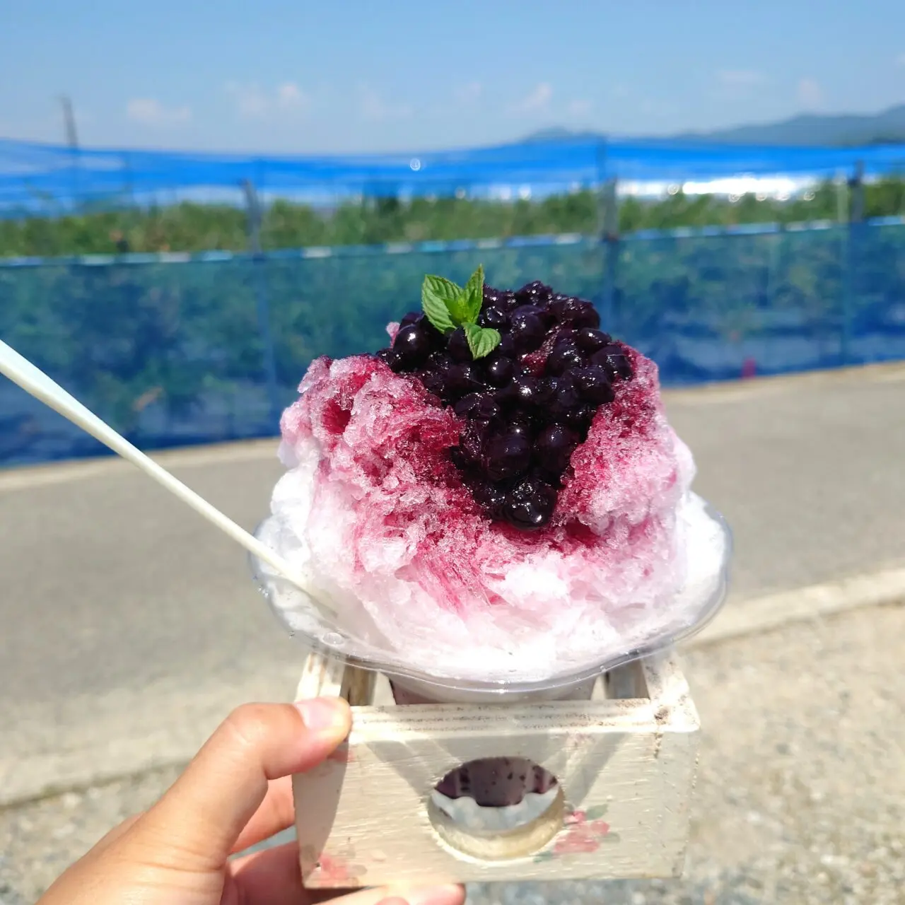 ブルーベリー畑まーるいかんぱにー