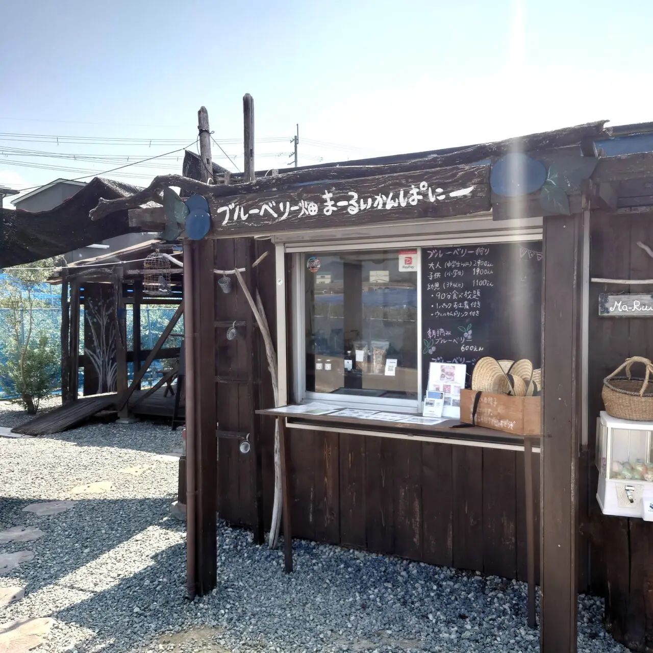 ブルーベリー畑まーるいかんぱにー