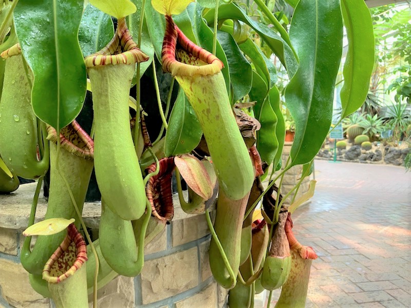 花の文化園夏休み