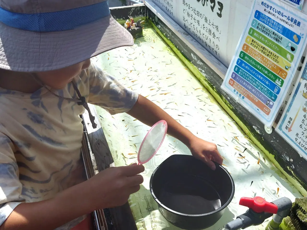 たこ焼き屋かつらぎ　メダカすくい