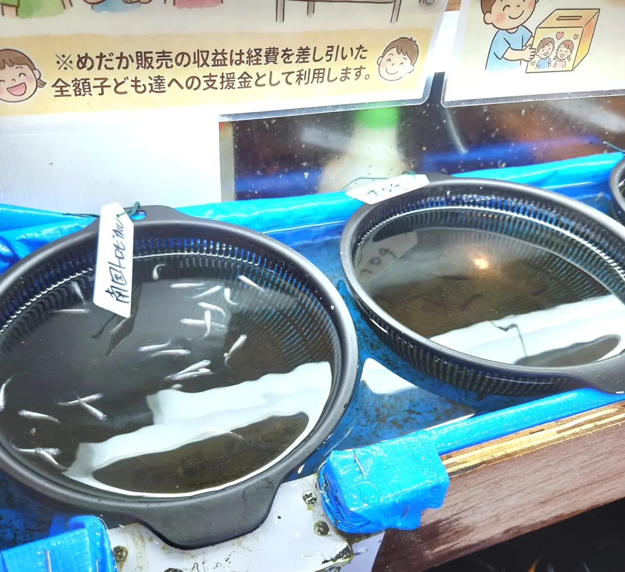 たこ焼き屋かつらぎ　メダカすくい
