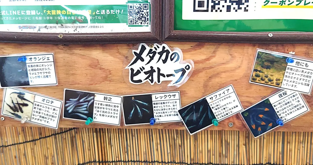 たこ焼き屋かつらぎ　メダカすくい