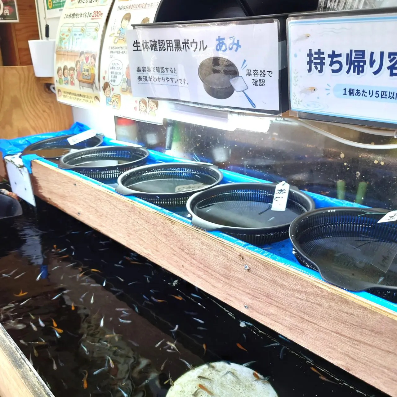 たこ焼き屋かつらぎ　メダカすくい