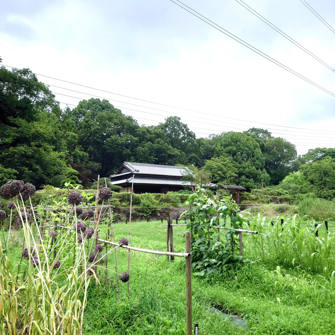 錦織公園7月イベント