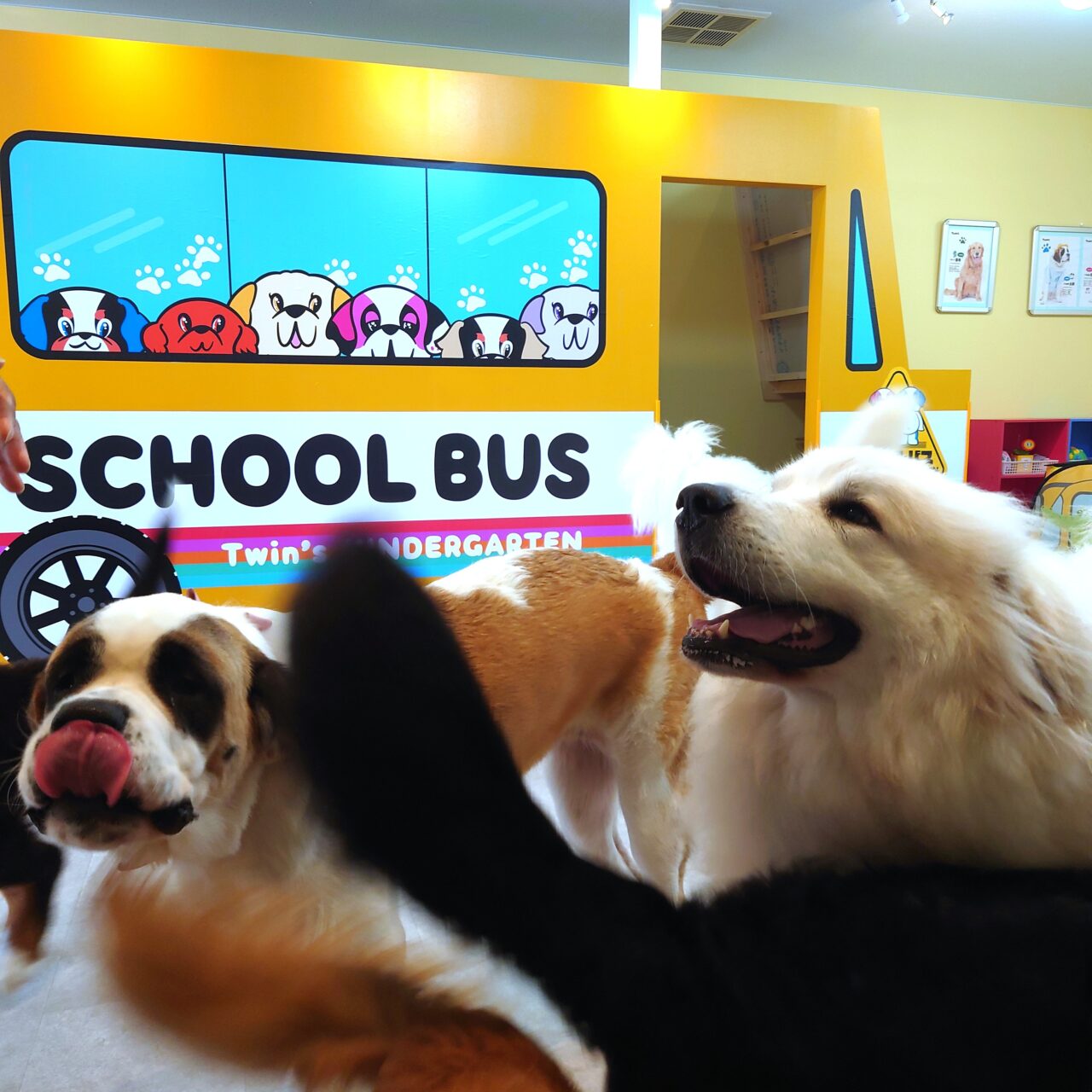 超大型犬ふれあいカフェ「TWIN’S（ツインズ）」