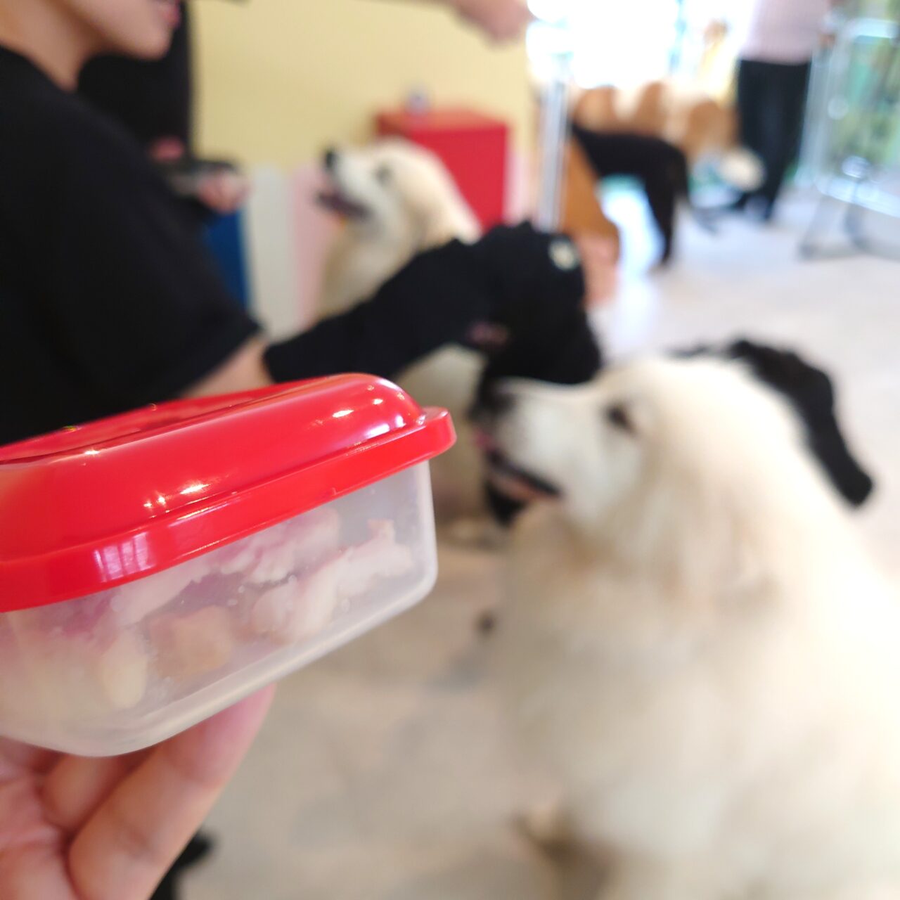 超大型犬ふれあいカフェ「TWIN’S（ツインズ）」