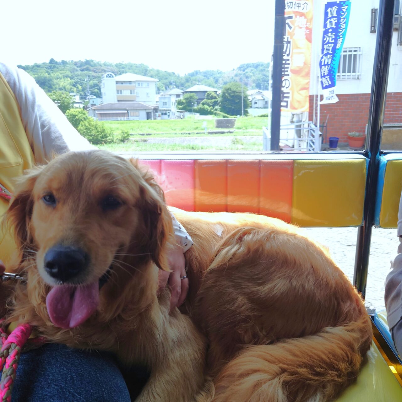 超大型犬ふれあいカフェ「TWIN’S（ツインズ）」